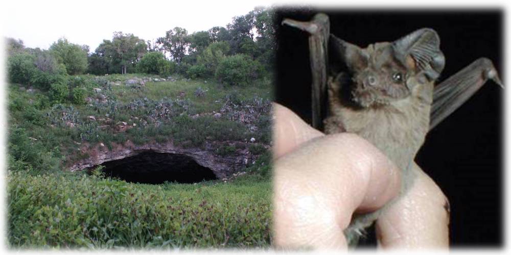 Left: Bracken Cave in Texas, USA (Source: Daniel Spiess, CC BY-SA 2.0, via Wikimedia Commons); Right: Tadarida brasiliensis (Source: NPS, Public domain, via Wikimedia Commons)