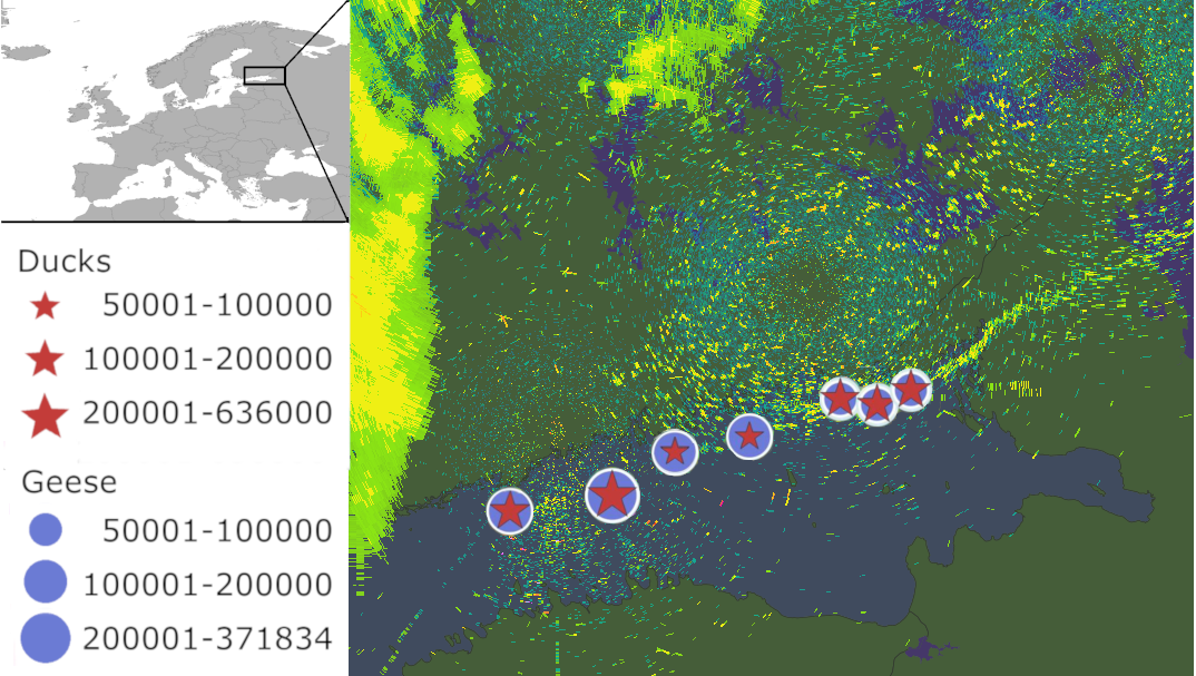 Arctic waterfowl migration in the Gulf of Finland as depicted by weather radars