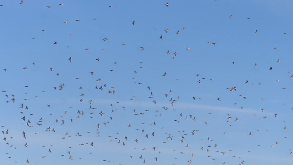 Flock of bramblings